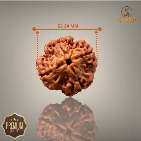 4 MUKHI RUDRAKSHA (BIG )- NEPALI BEAD
