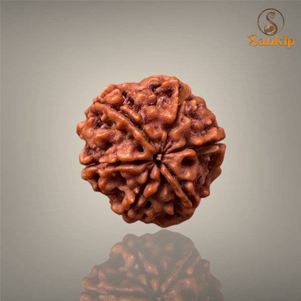 6 MUKHI RUDRAKSHA (SMALL )- NEPALI BEAD