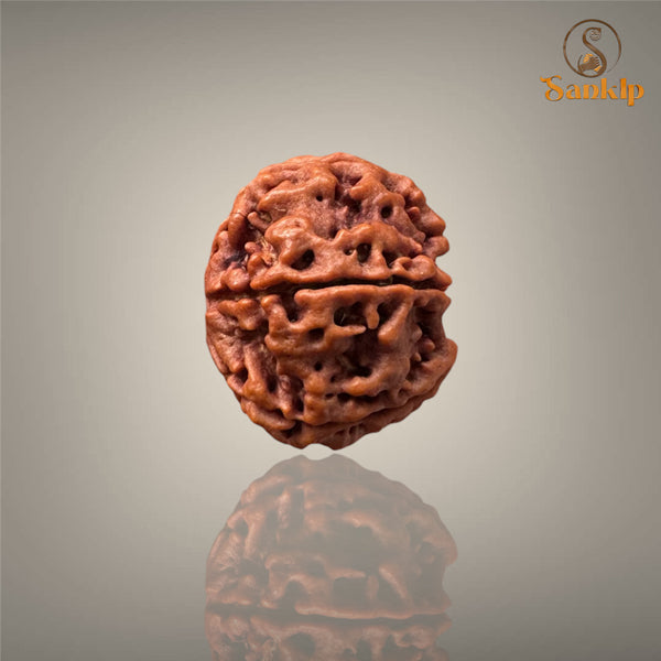 6 MUKHI RUDRAKSHA (BIG)- NEPALI BEAD