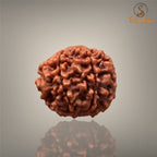 6 MUKHI RUDRAKSHA (SMALL )- NEPALI BEAD