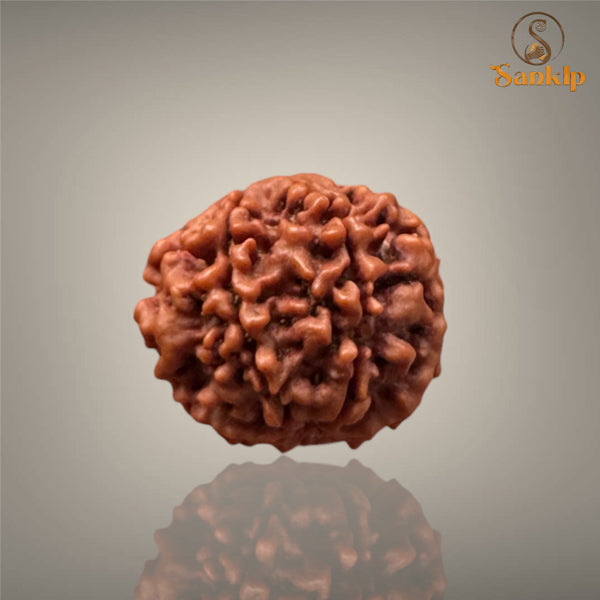 6 MUKHI RUDRAKSHA (SMALL )- NEPALI BEAD