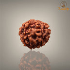6 MUKHI RUDRAKSHA (SMALL )- NEPALI BEAD