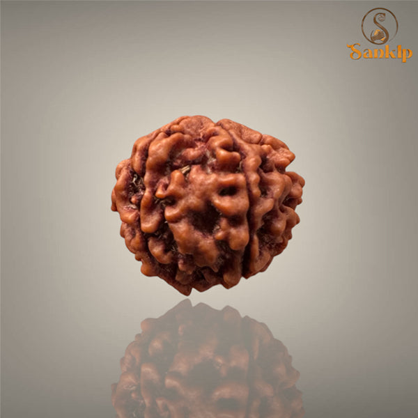 6 MUKHI RUDRAKSHA (SMALL )- NEPALI BEAD