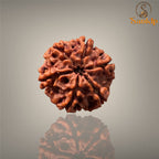 6 MUKHI RUDRAKSHA (MEDIUM )- NEPALI BEAD