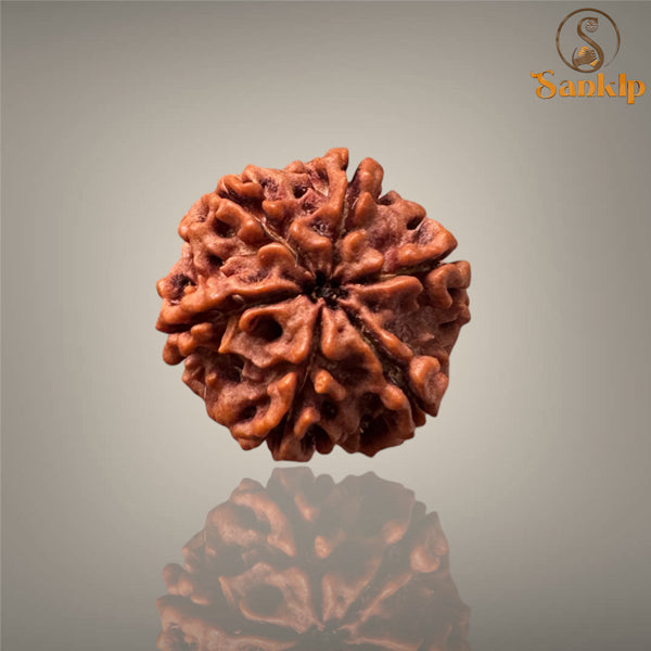 6 MUKHI RUDRAKSHA (MEDIUM )- NEPALI BEAD