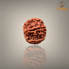 6 MUKHI RUDRAKSHA (MEDIUM )- NEPALI BEAD