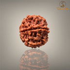 6 MUKHI RUDRAKSHA (MEDIUM )- NEPALI BEAD