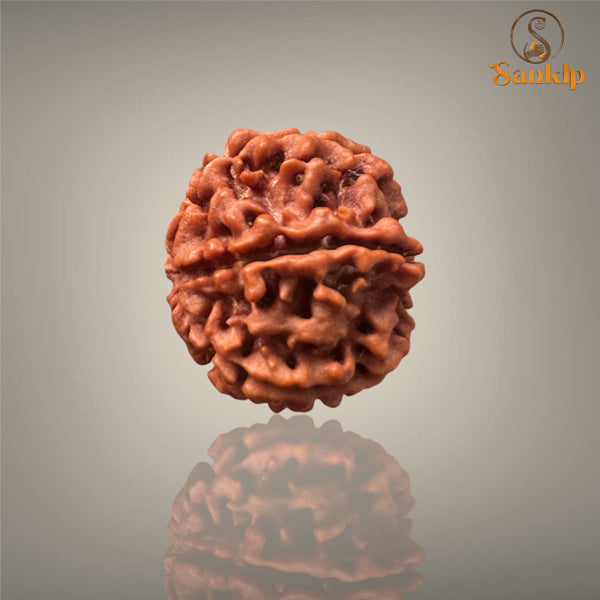 6 MUKHI RUDRAKSHA (MEDIUM )- NEPALI BEAD