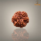 6 MUKHI RUDRAKSHA (BIG)- NEPALI BEAD