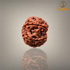 6 MUKHI RUDRAKSHA (BIG)- NEPALI BEAD