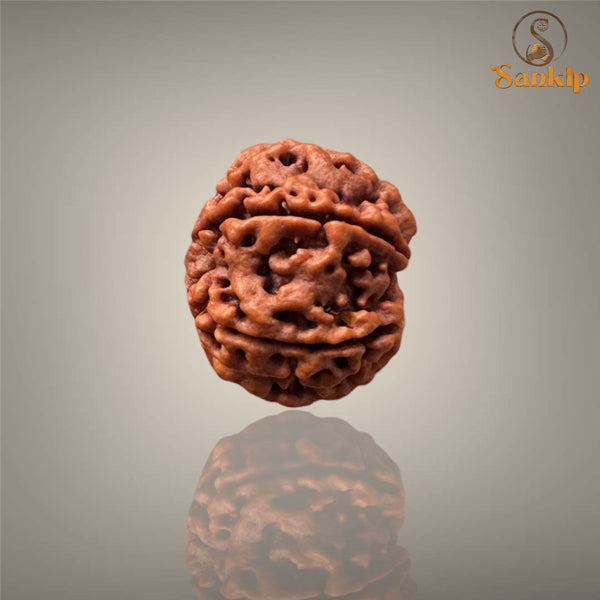 6 MUKHI RUDRAKSHA (BIG)- NEPALI BEAD