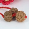 "Premium Business Rudraksha Kavach for Male with two original 7 Mukhi Rudraksha beads and one 8 Mukhi Rudraksha, crafted with spiritual significance and traditional elegance."