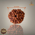 6 MUKHI RUDRAKSHA (BIG)- NEPALI BEAD