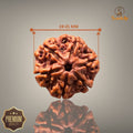 6 MUKHI RUDRAKSHA (MEDIUM )- NEPALI BEAD