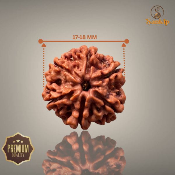 6 MUKHI RUDRAKSHA (SMALL )- NEPALI BEAD