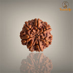 7 Mukhi Nepali Rudraksha with authentic natural bead, premium sacred Rudraksha associated with prosperity, abundance, positivity, and spiritual growth