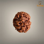 7 Mukhi Nepali Rudraksha with authentic natural bead, premium sacred Rudraksha associated with prosperity, abundance, positivity, and spiritual growth