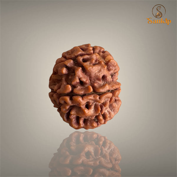 7 MUKHI RUDRAKSHA (BIG)- NEPALI BEAD