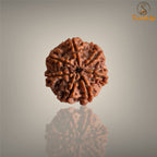 7 MUKHI RUDRAKSHA (SMALL)- NEPALI BEAD