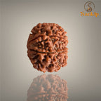 7 MUKHI RUDRAKSHA (SMALL)- NEPALI BEAD