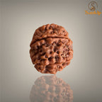 7 MUKHI RUDRAKSHA (SMALL)- NEPALI BEAD
