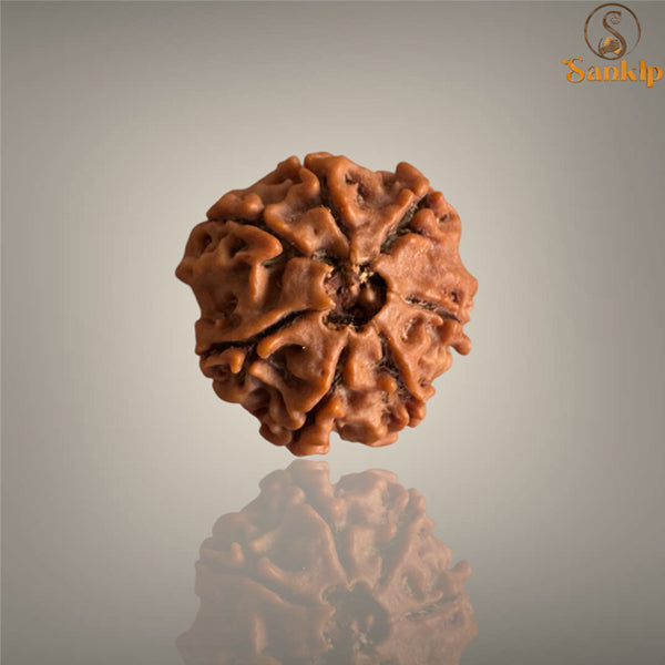 7 MUKHI RUDRAKSHA (MEDIUM)- NEPALI BEAD
