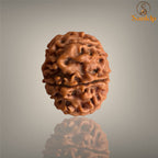 7 MUKHI RUDRAKSHA (MEDIUM)- NEPALI BEAD