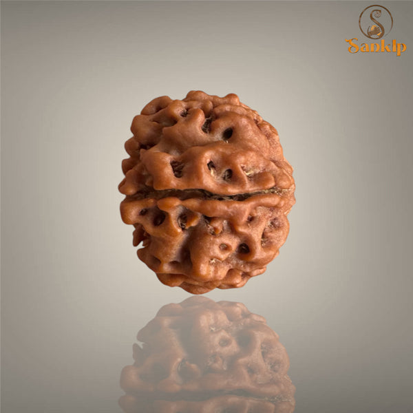 7 MUKHI RUDRAKSHA (MEDIUM)- NEPALI BEAD