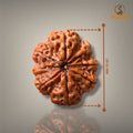 8 MUKHI RUDRAKSHA - PREMIUM