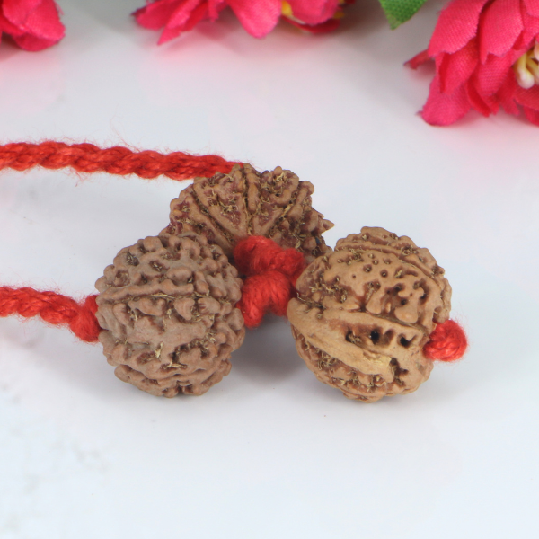 "Premium Lakshmi Ganesha Rudraksha Kavach with two 7 Mukhi Rudraksha beads and original Ganesh Rudraksha, crafted for spiritual significance and elegant traditional wear."