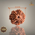 7 Mukhi Nepali Rudraksha with authentic natural bead, premium sacred Rudraksha associated with prosperity, abundance, positivity, and spiritual growth