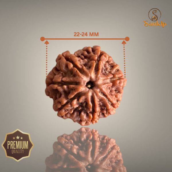 7 MUKHI RUDRAKSHA (BIG)- NEPALI BEAD