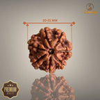 7 MUKHI RUDRAKSHA (MEDIUM)- NEPALI BEAD