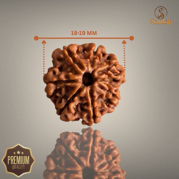 7 MUKHI RUDRAKSHA (SMALL)- NEPALI BEAD