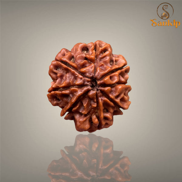 8 MUKHI RUDRAKSHA (SMALL)- NEPALI BEAD