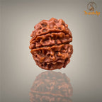 8 MUKHI RUDRAKSHA (SMALL)- NEPALI BEAD
