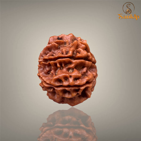 8 MUKHI RUDRAKSHA (SMALL)- NEPALI BEAD