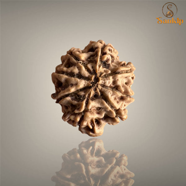 8 MUKHI RUDRAKSHA (MEDIUM)- NEPALI BEAD