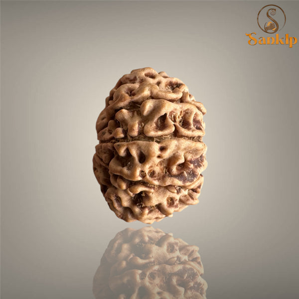 8 MUKHI RUDRAKSHA (MEDIUM)- NEPALI BEAD