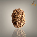 8 Mukhi Nepali Rudraksha with authentic natural bead, premium sacred Rudraksha associated with wisdom, success, obstacle removal, and spiritual growth