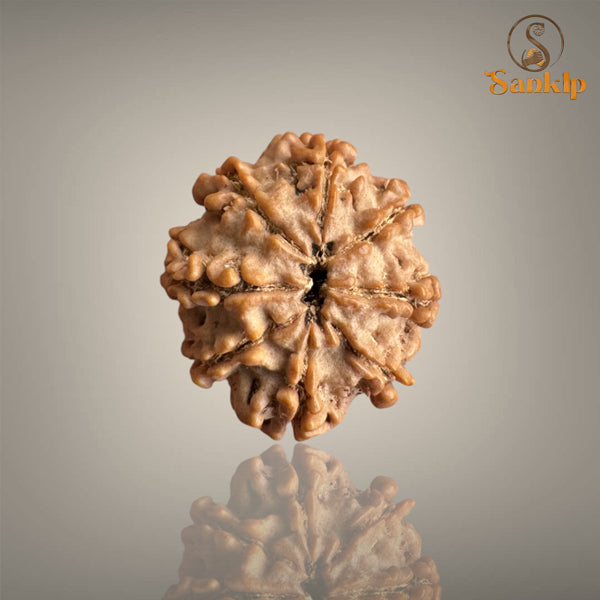 8 MUKHI RUDRAKSHA (BIG)- NEPALI BEAD