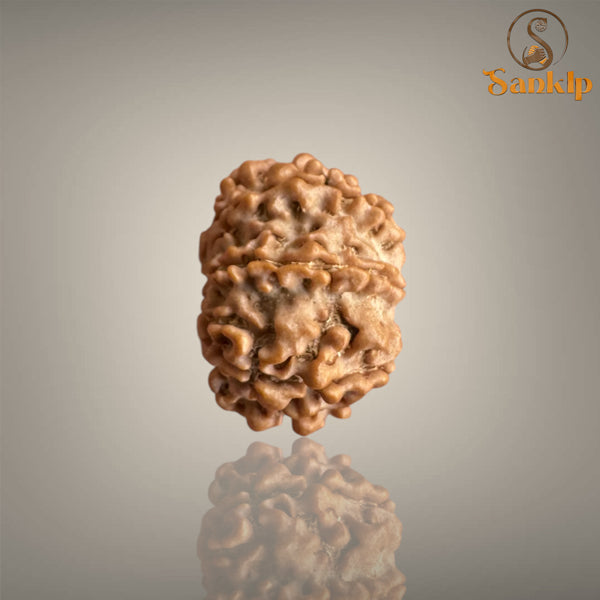8 MUKHI RUDRAKSHA (BIG)- NEPALI BEAD
