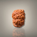 8 MUKHI RUDRAKSHA - PREMIUM