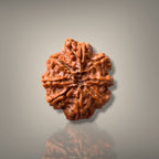 8 MUKHI RUDRAKSHA - PREMIUM