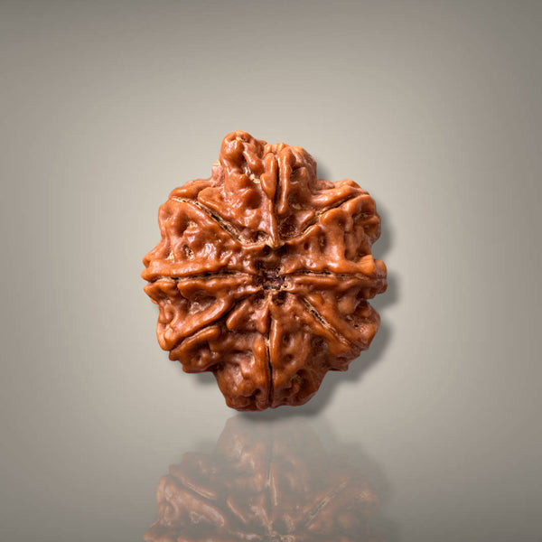8 MUKHI RUDRAKSHA - PREMIUM