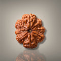 8 MUKHI RUDRAKSHA - PREMIUM