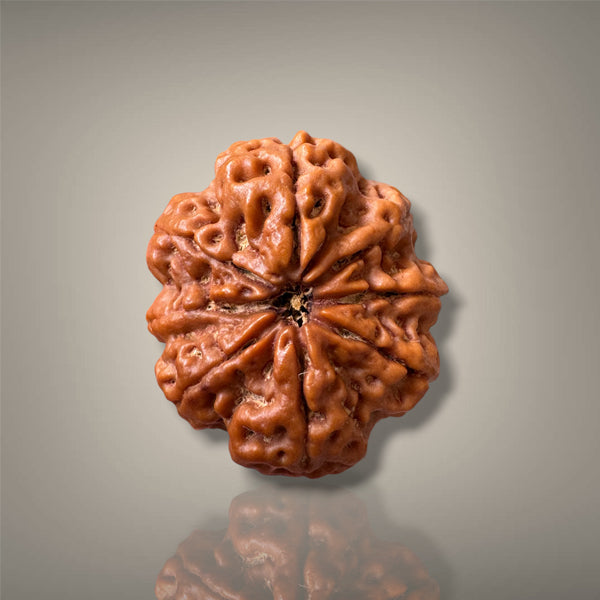 8 MUKHI RUDRAKSHA - PREMIUM