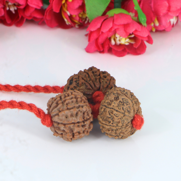 "Premium Rudraksha Kavach for Protection (Raksha) with original 9 Mukhi, 10 Mukhi, and 11 Mukhi Rudraksha beads, crafted with spiritual significance and traditional elegance."