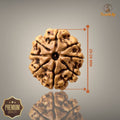 8 MUKHI RUDRAKSHA (BIG)- NEPALI BEAD