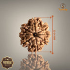 8 Mukhi Nepali Rudraksha with authentic natural bead, premium sacred Rudraksha associated with wisdom, success, obstacle removal, and spiritual growth